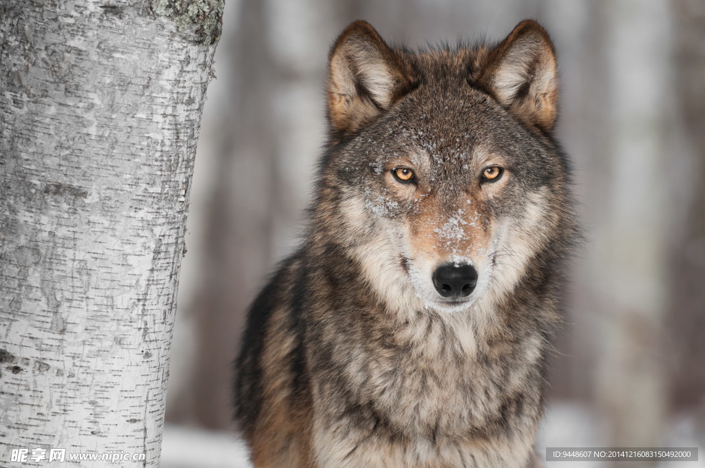 高清雪狼图片