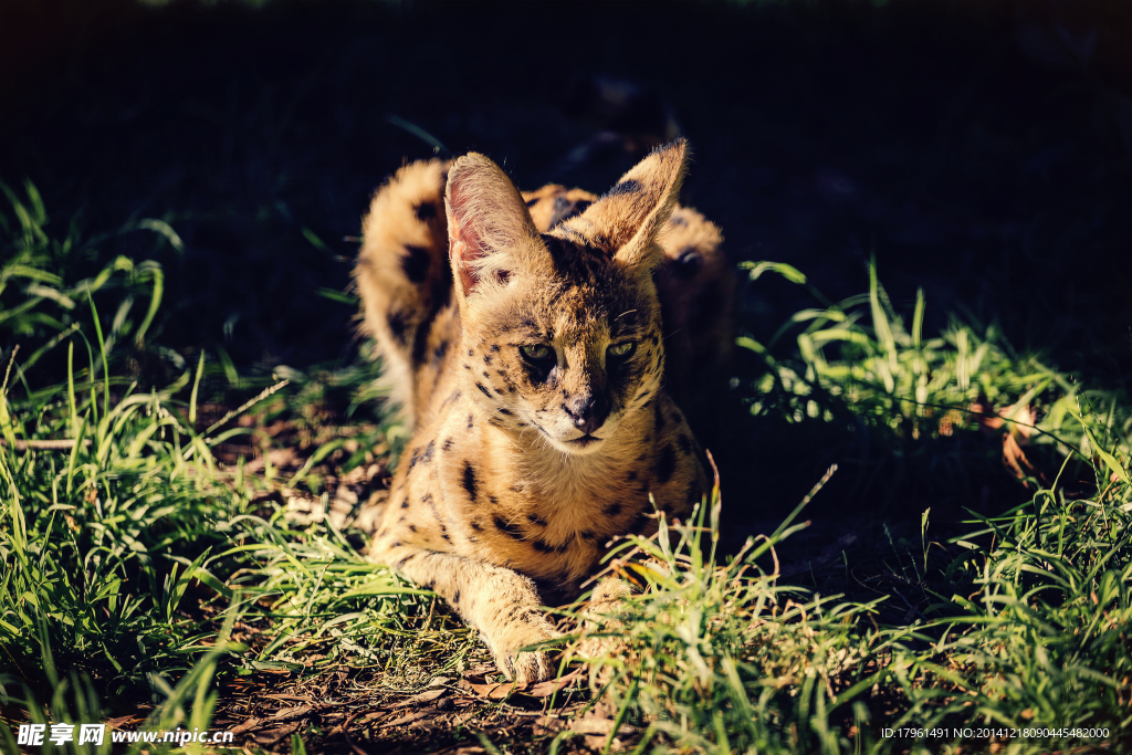 秦皇岛野生动物园薮猫