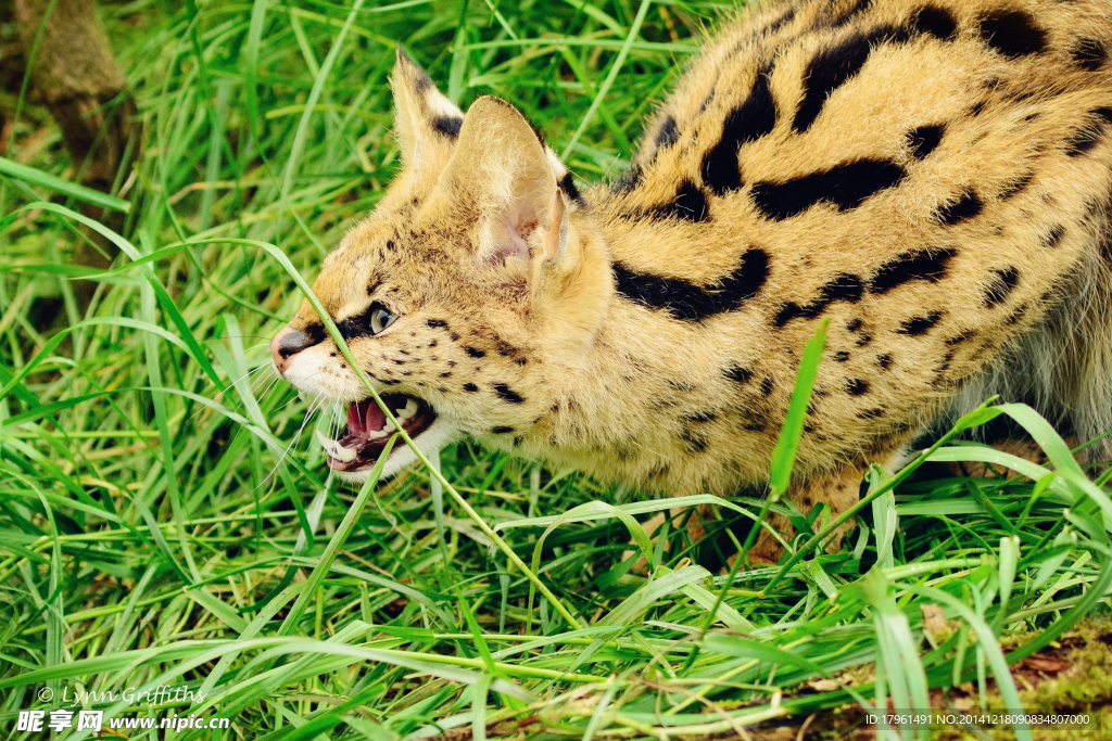 秦皇岛野生动物园薮猫