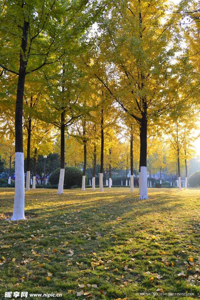 晨曦中的银杏林