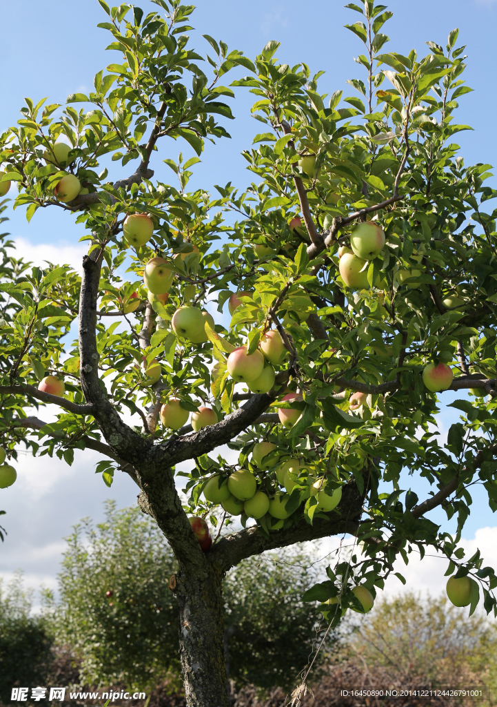 苹果树