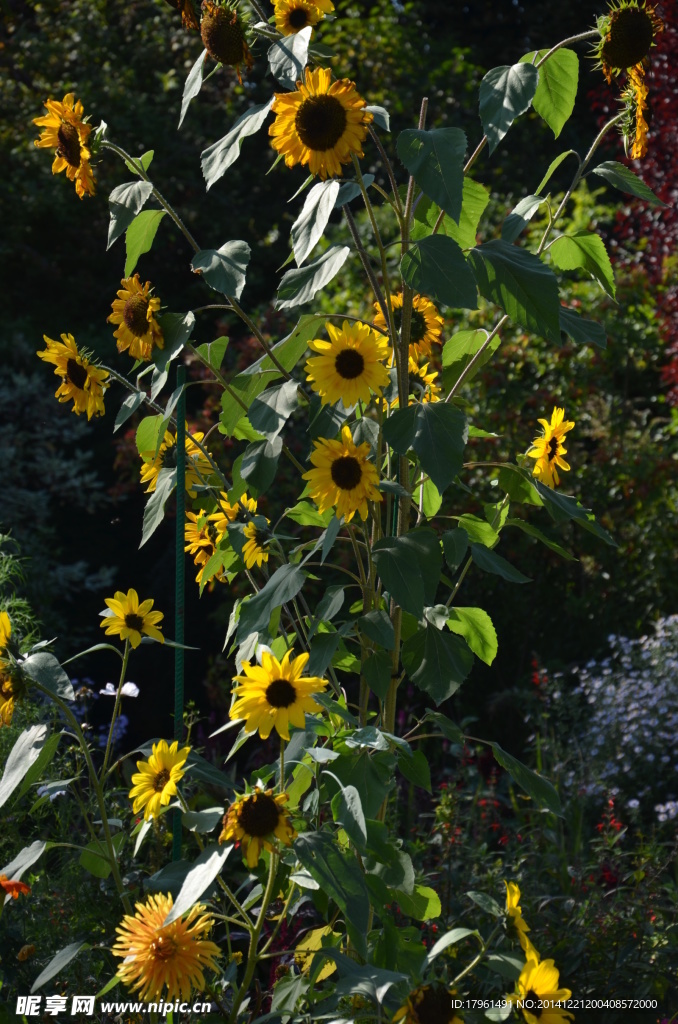 奥林匹克公园野花