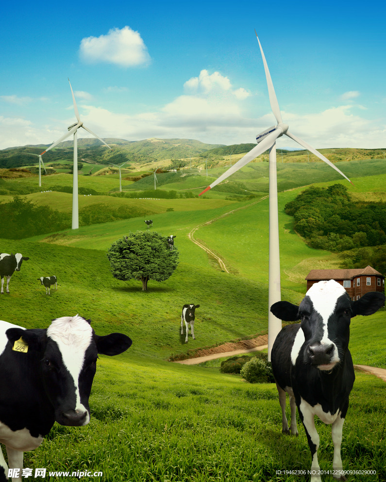 草原 草地  奶牛