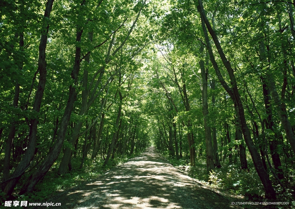 林荫小道 绿色茂密树林