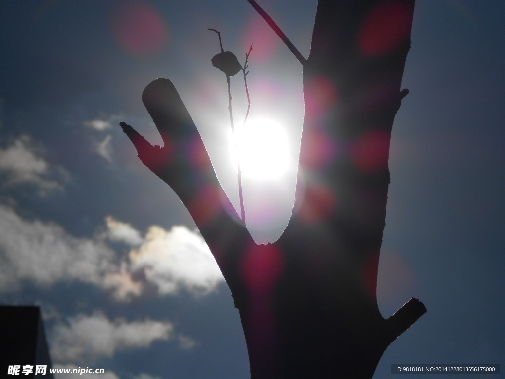 摄影 树特写 自然风光 树