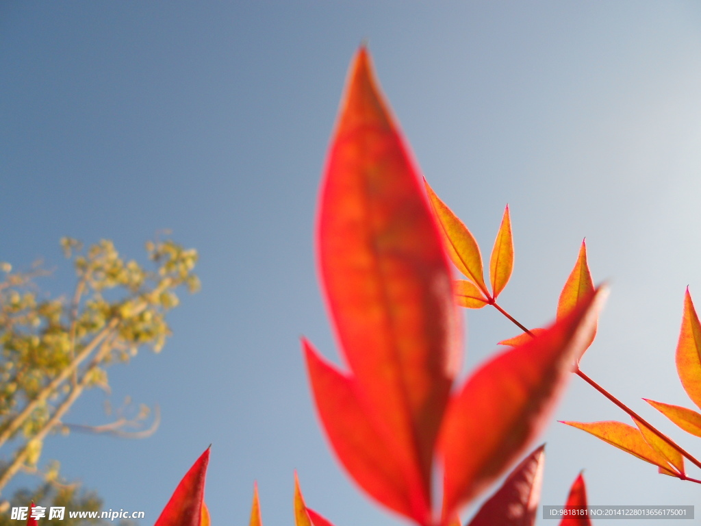 摄影 花卉特写 自然风光 树叶