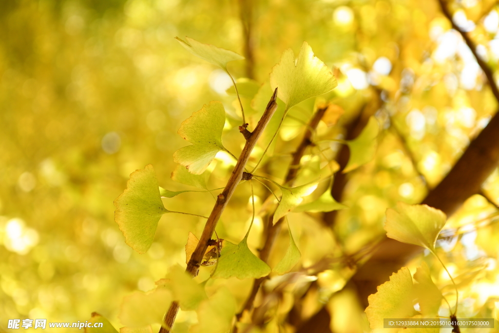 银杏叶