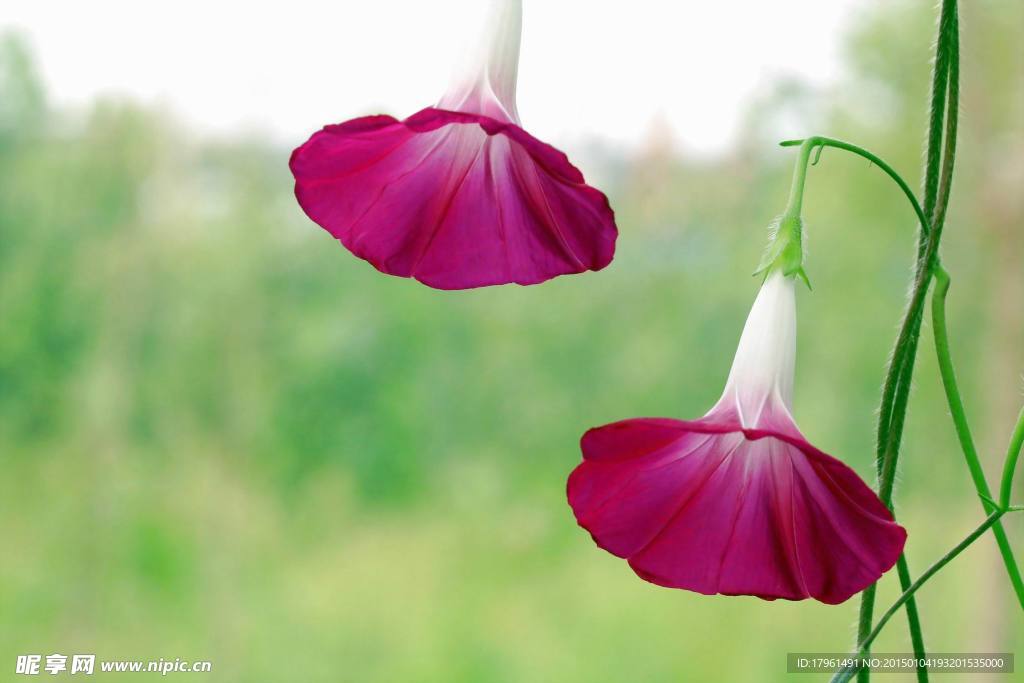 唯美牵牛花