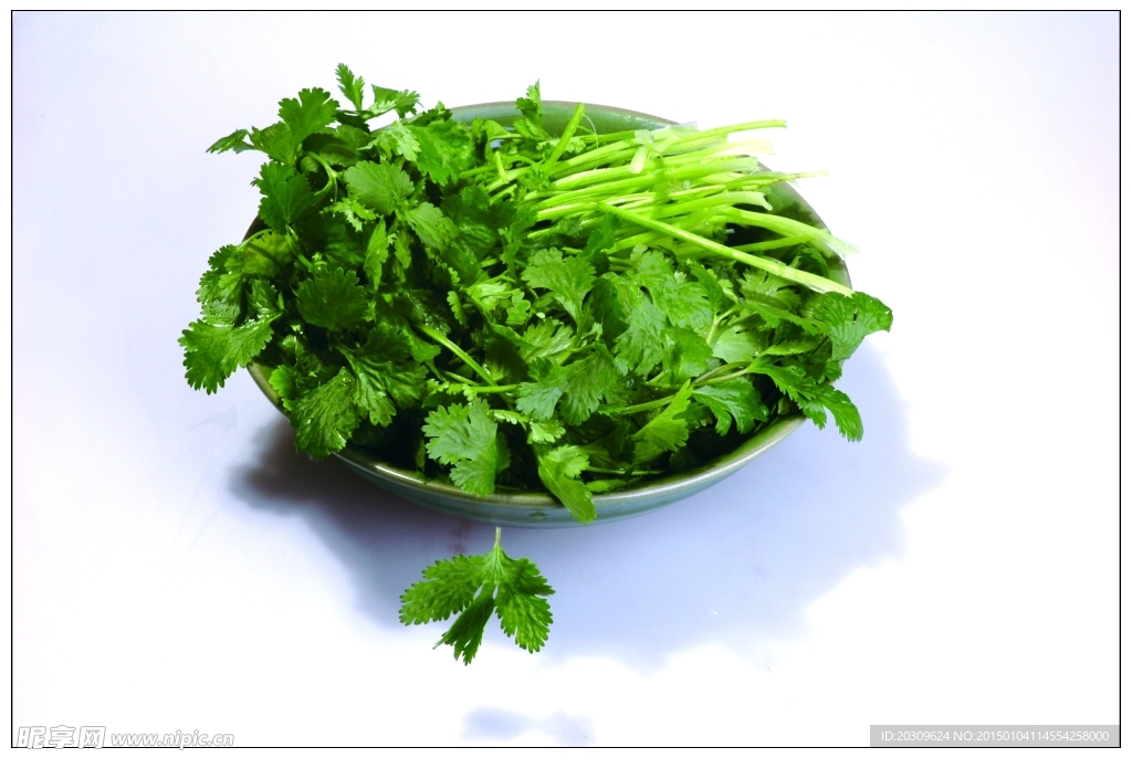 香菜