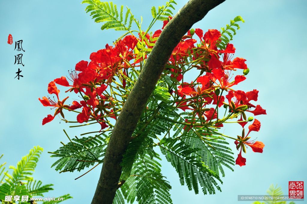 凤凰木