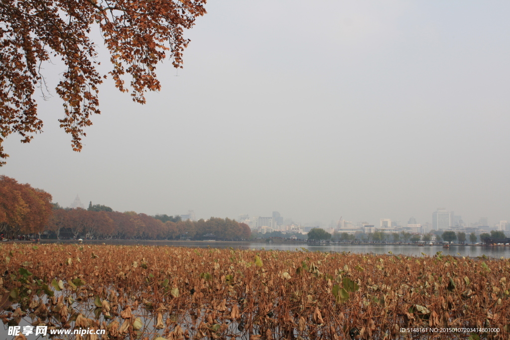 杭州 西湖 树木 街道 环保