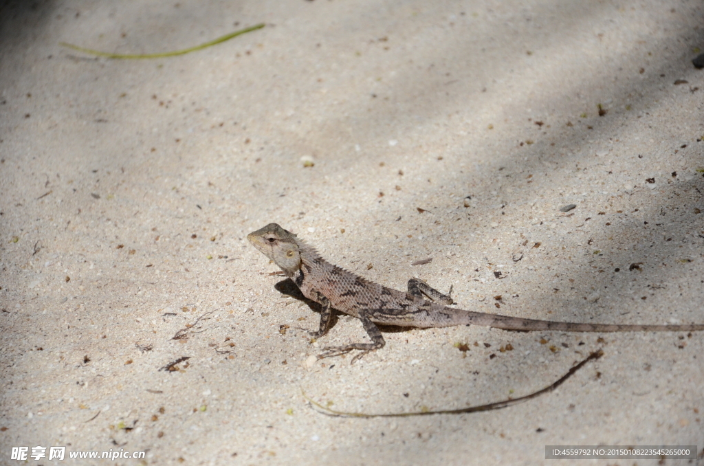 沙滩蜥蜴