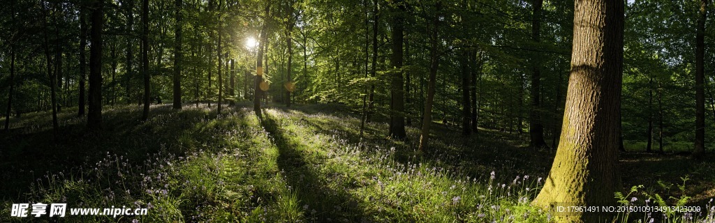 奥林匹克公园树林