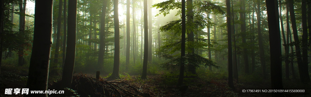 奥林匹克公园树林