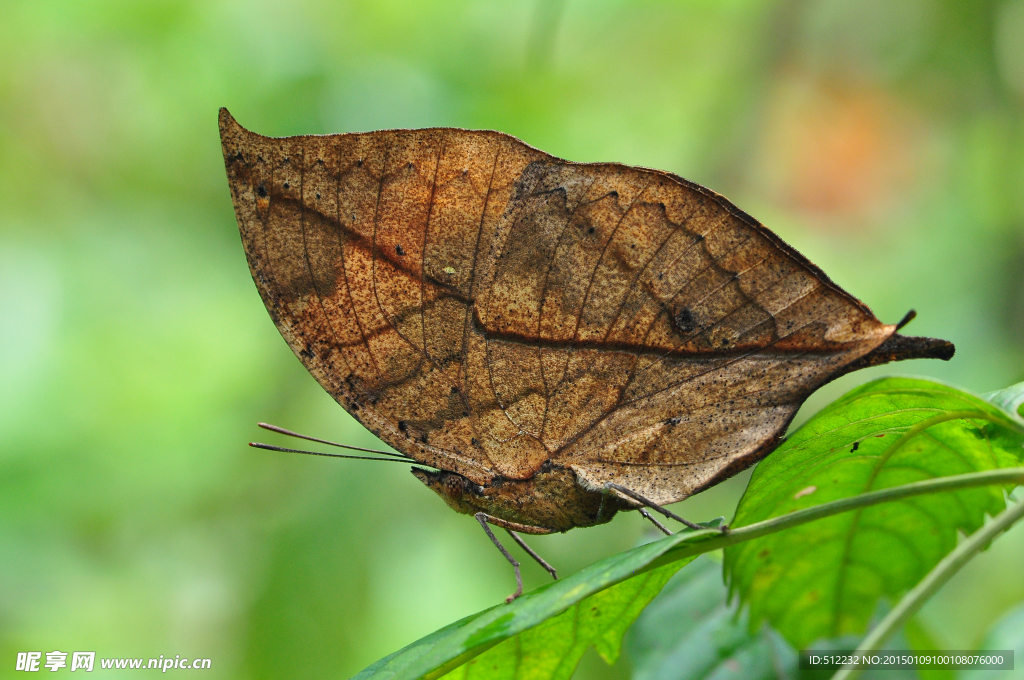 枯叶蛱蝶