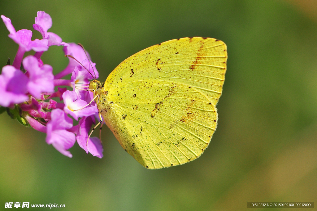 宽边黄粉蝶