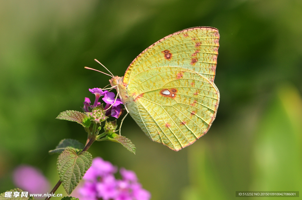 梨花迁粉蝶雌蝶