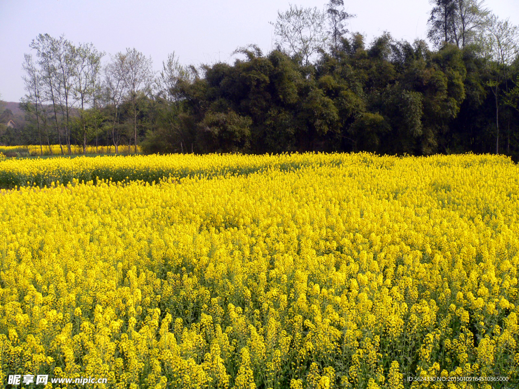 油菜花 黄色