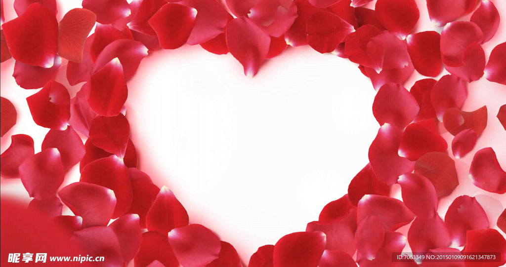 高清玫瑰花瓣视频