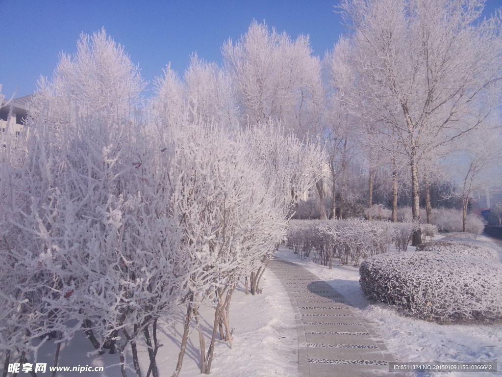 冬季雾凇树挂雪景