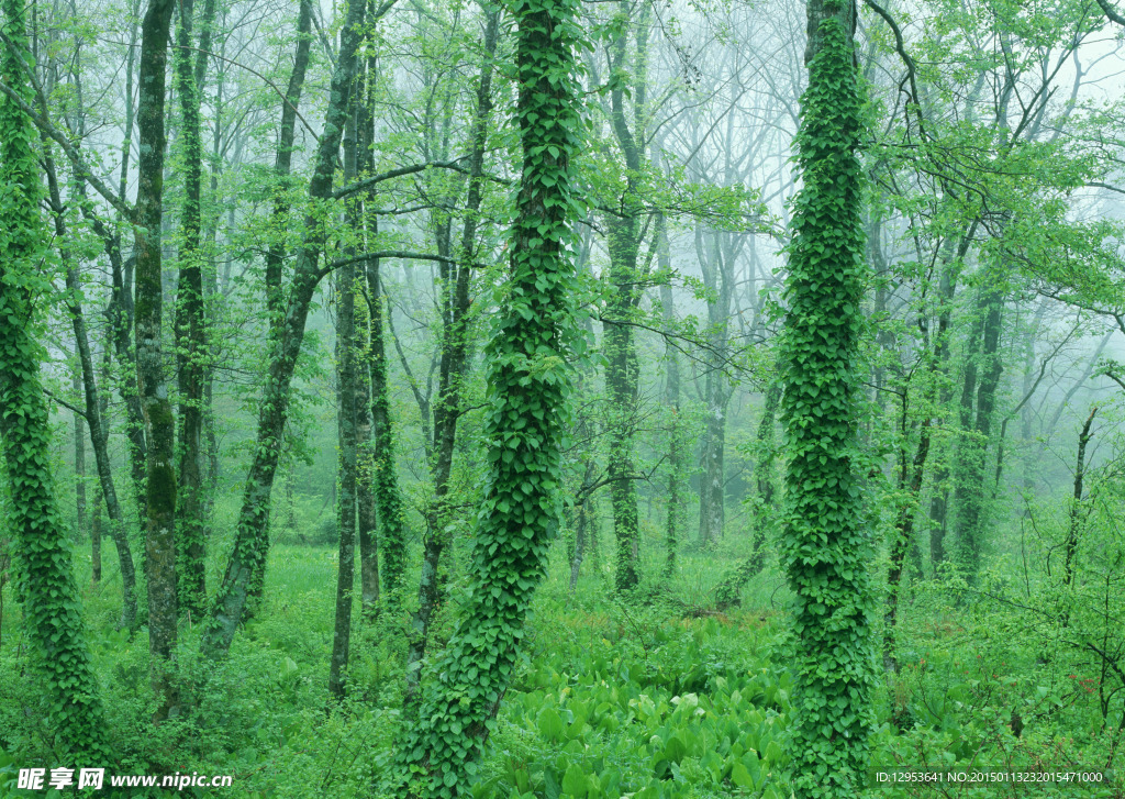 树林雾景图片