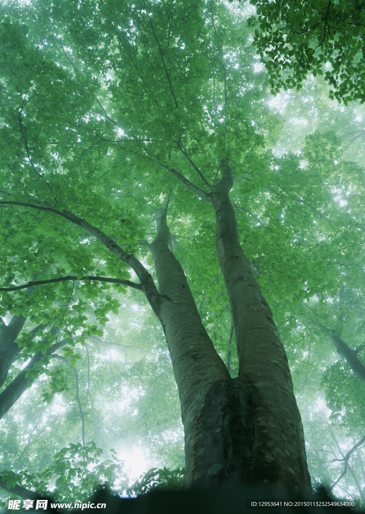 树林雾景图片