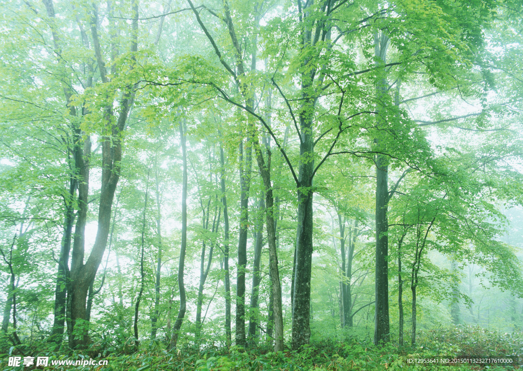 树林雾景图片