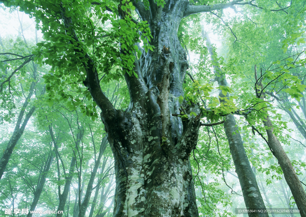 树林雾景图片