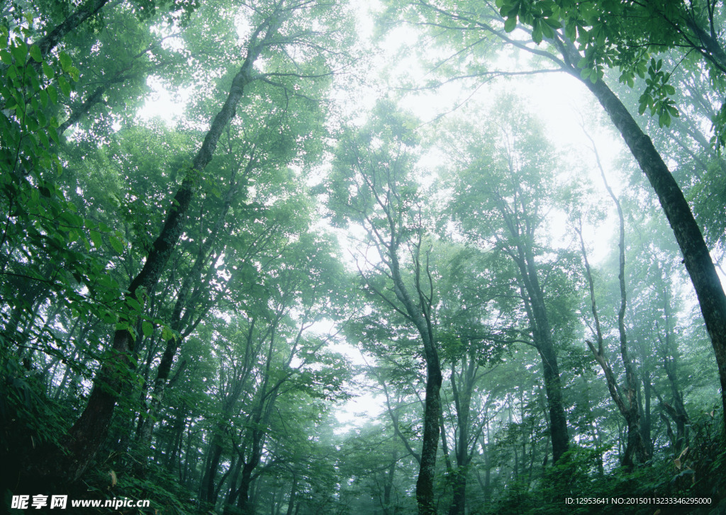 树林雾景图片