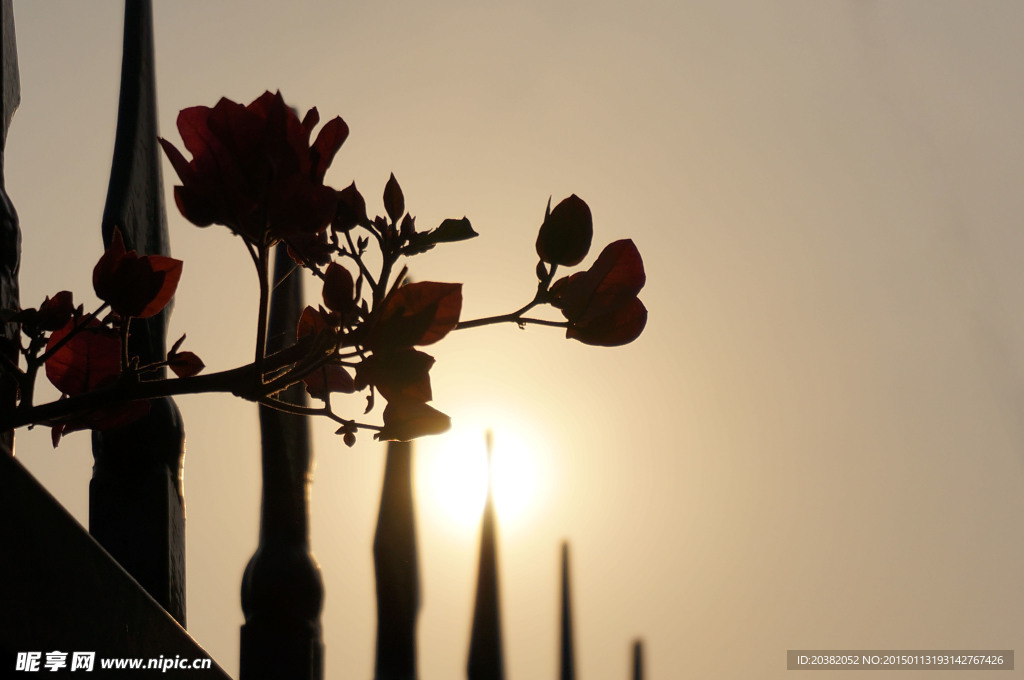 夕阳下的花
