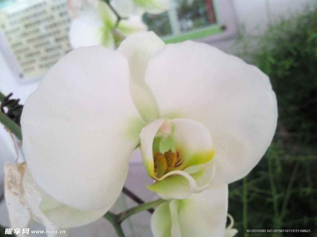 白色蝴蝶兰