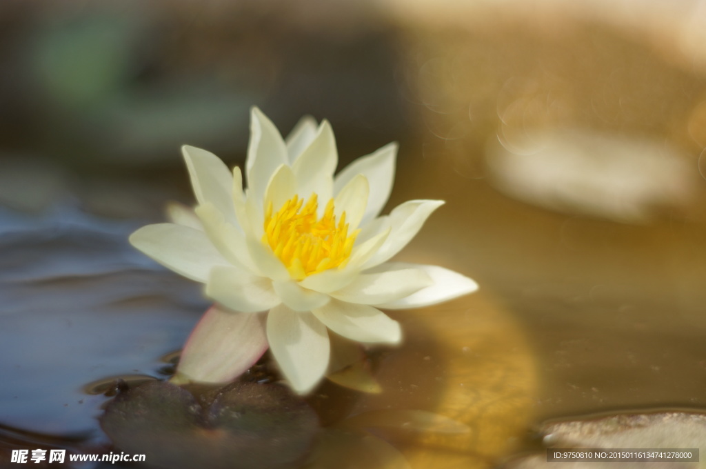 迷你睡莲海尔芙拉