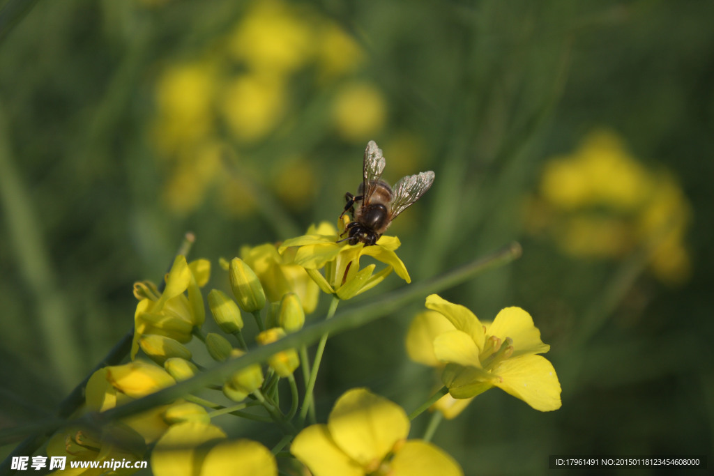 上海世纪公园野花