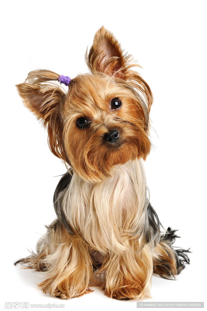 可爱西施犬图片