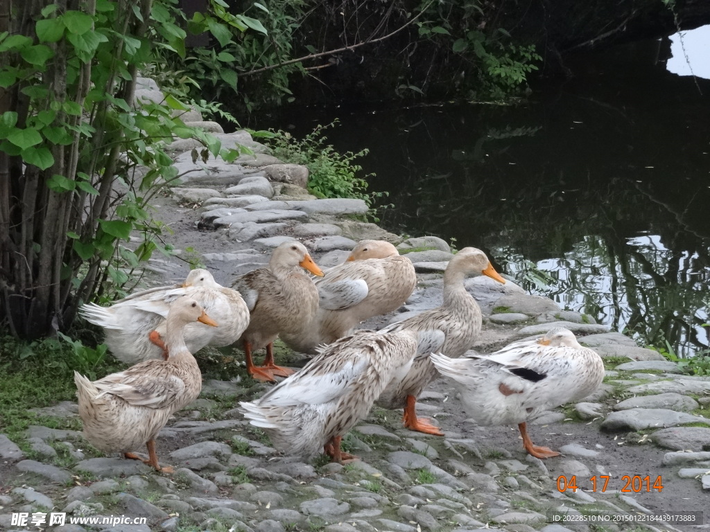 悠闲自在的鸭子