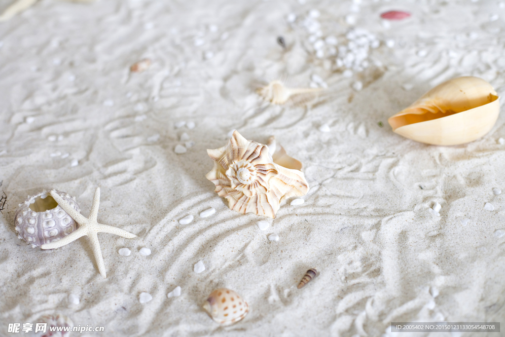 艺术沙滩贝壳海星