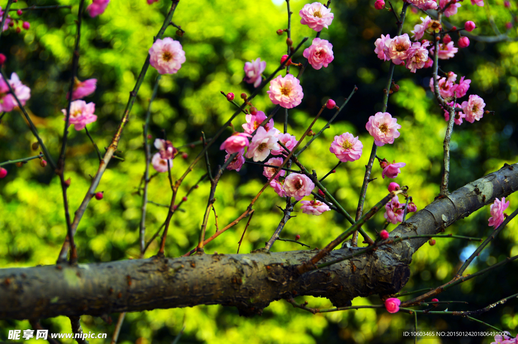 红梅报春 梅花报春