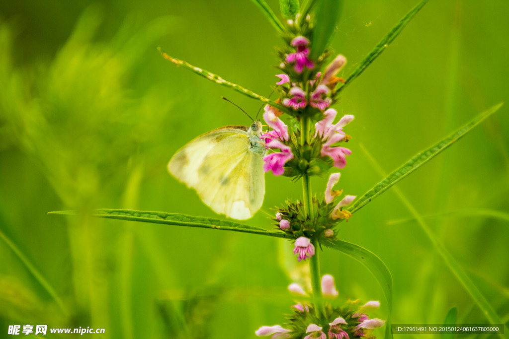哈尔滨郊外野花