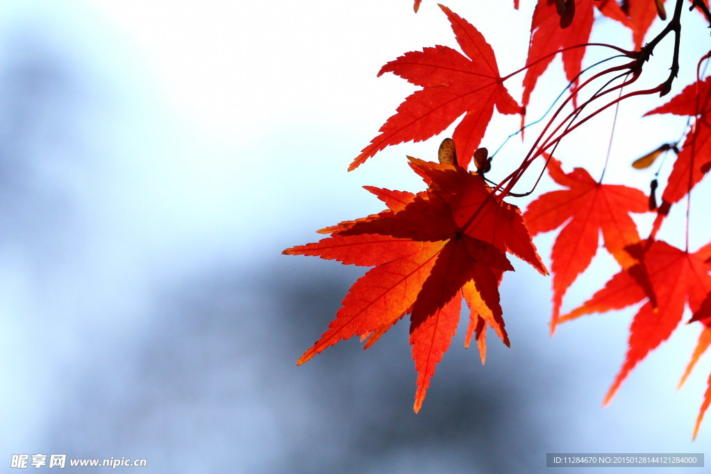 红色枫叶