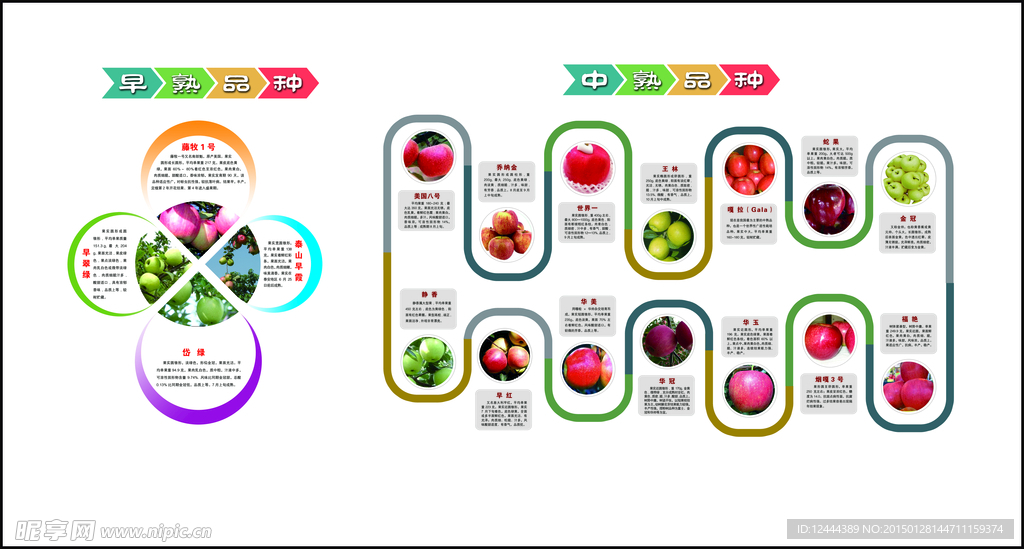 苹果的种类