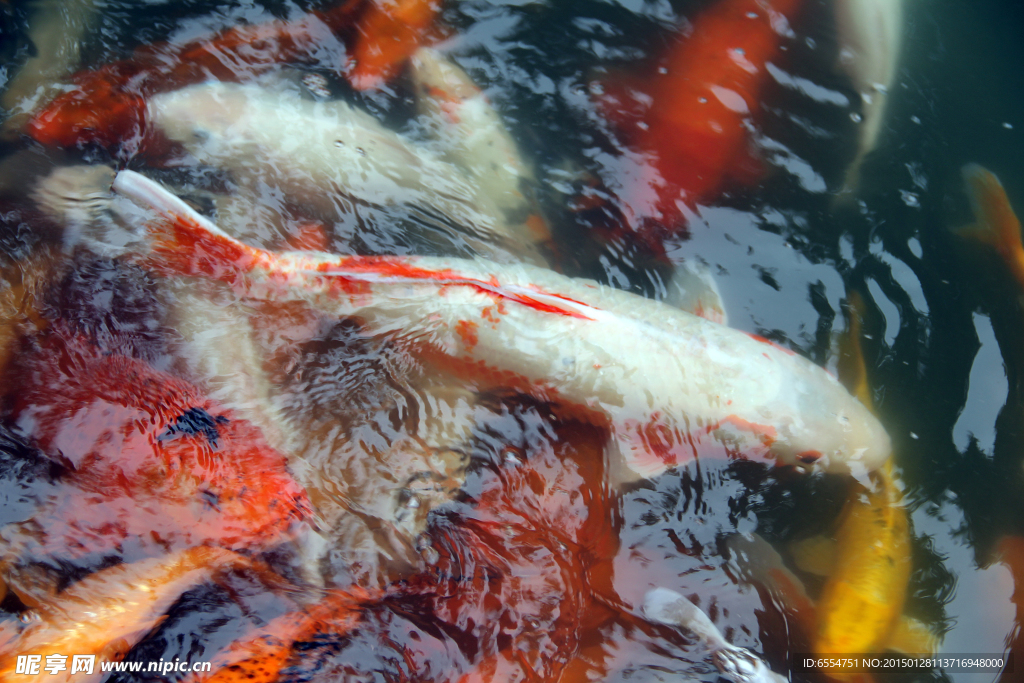 好多鱼 锦鲤 鲤鱼 观赏鱼