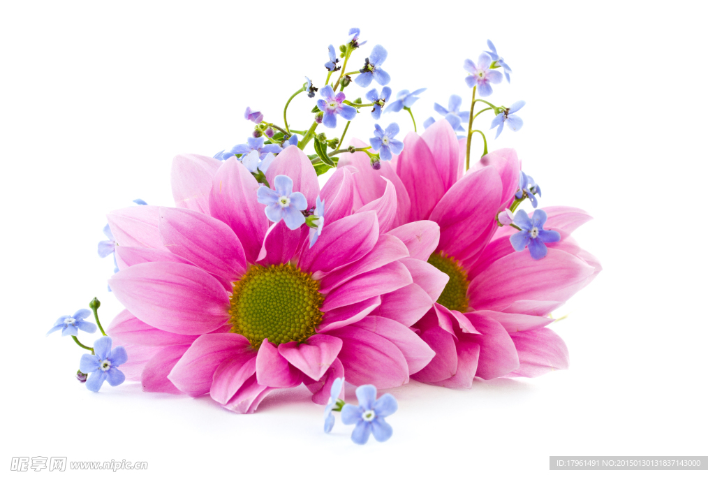 白色桌布上太阳花