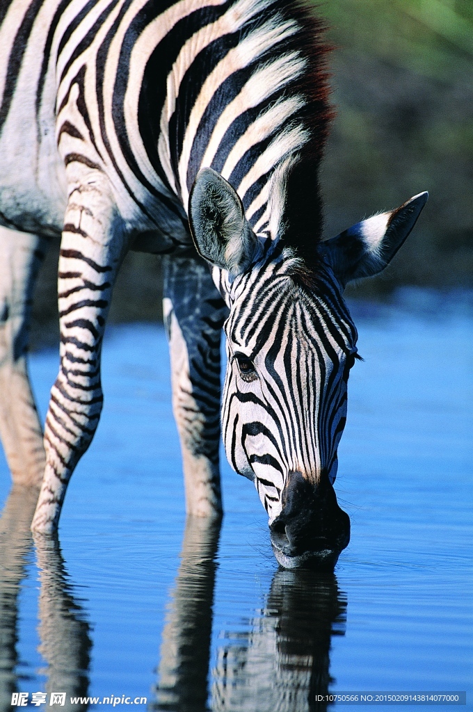 仰望 斑马 喝水