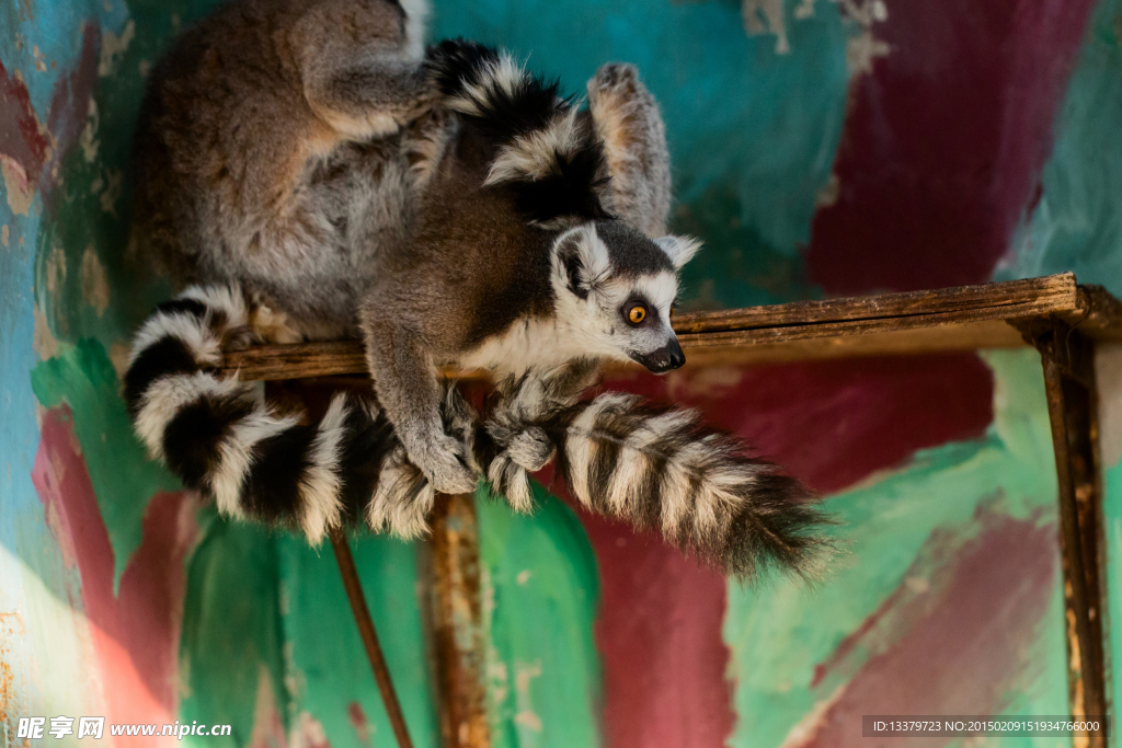 抱尾巴的小狐猴