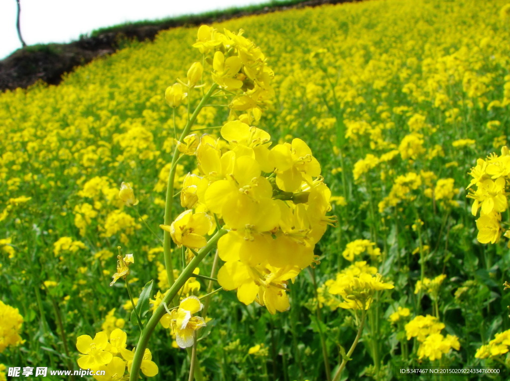 油菜花开 油菜花特写