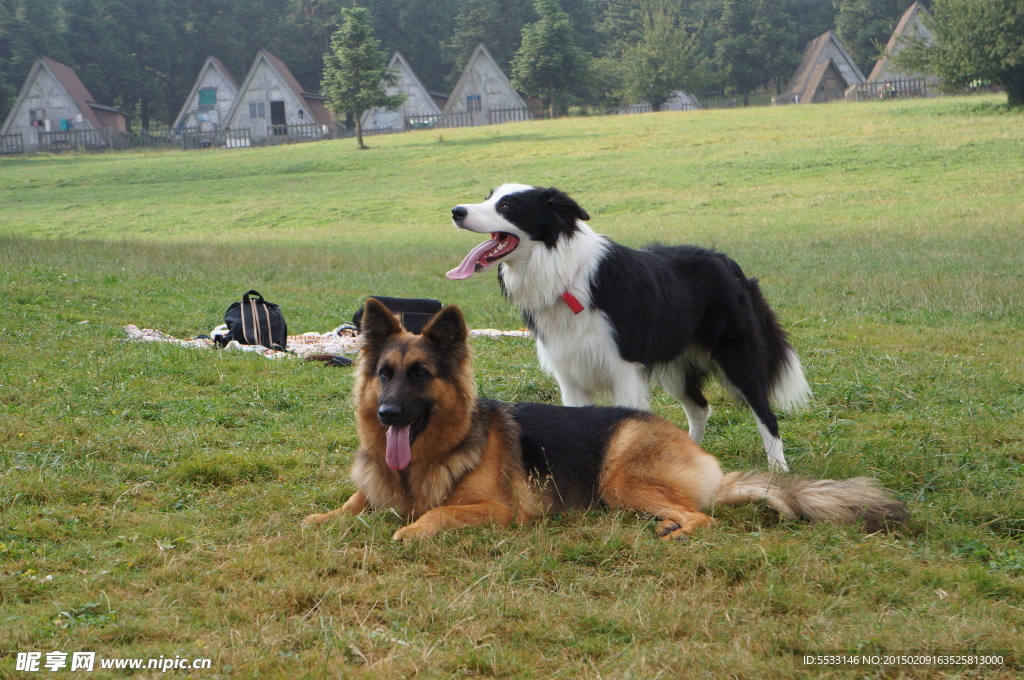 两只牧羊犬