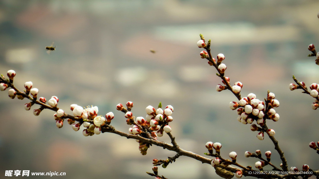 蜜蜂桃花