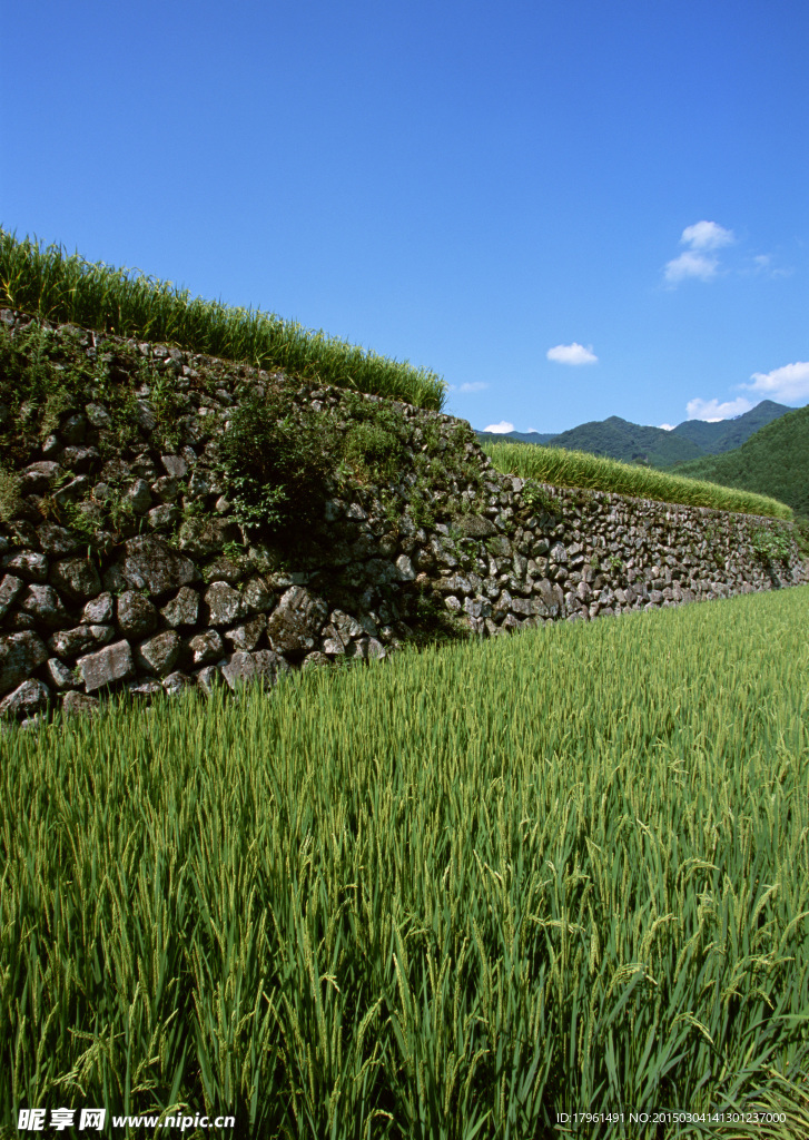 日本稻田