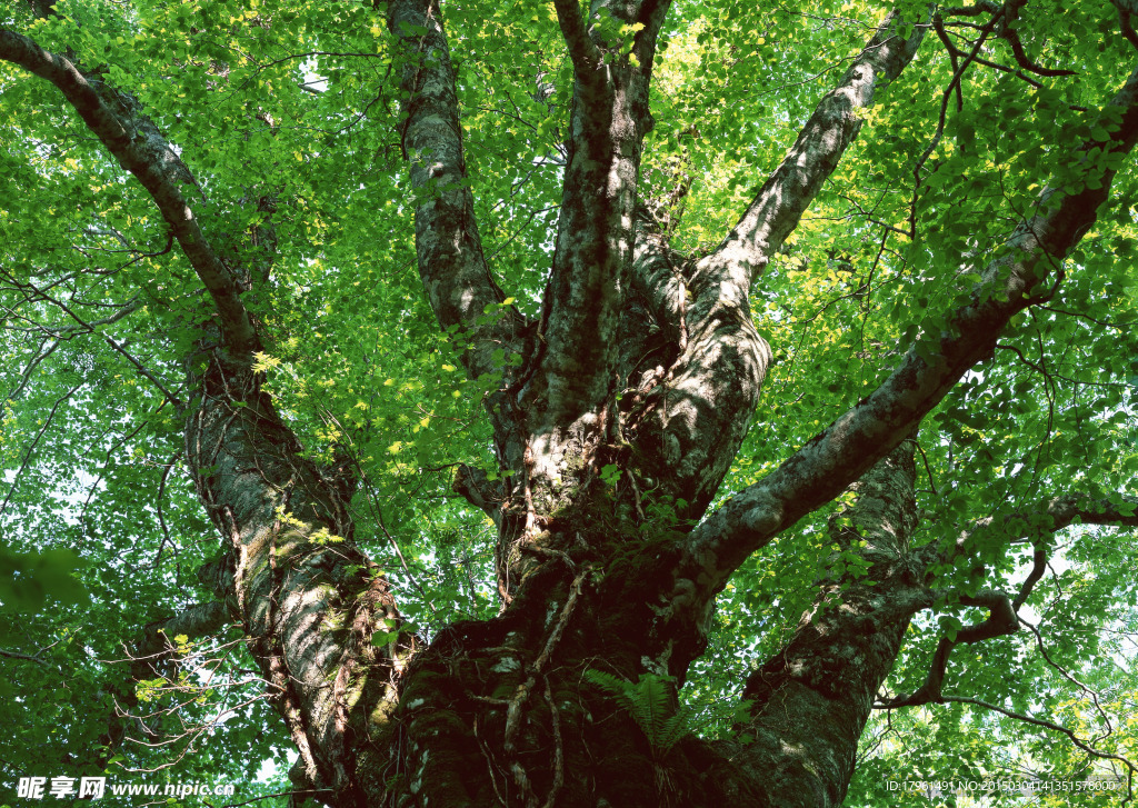 奥林匹克公园树木