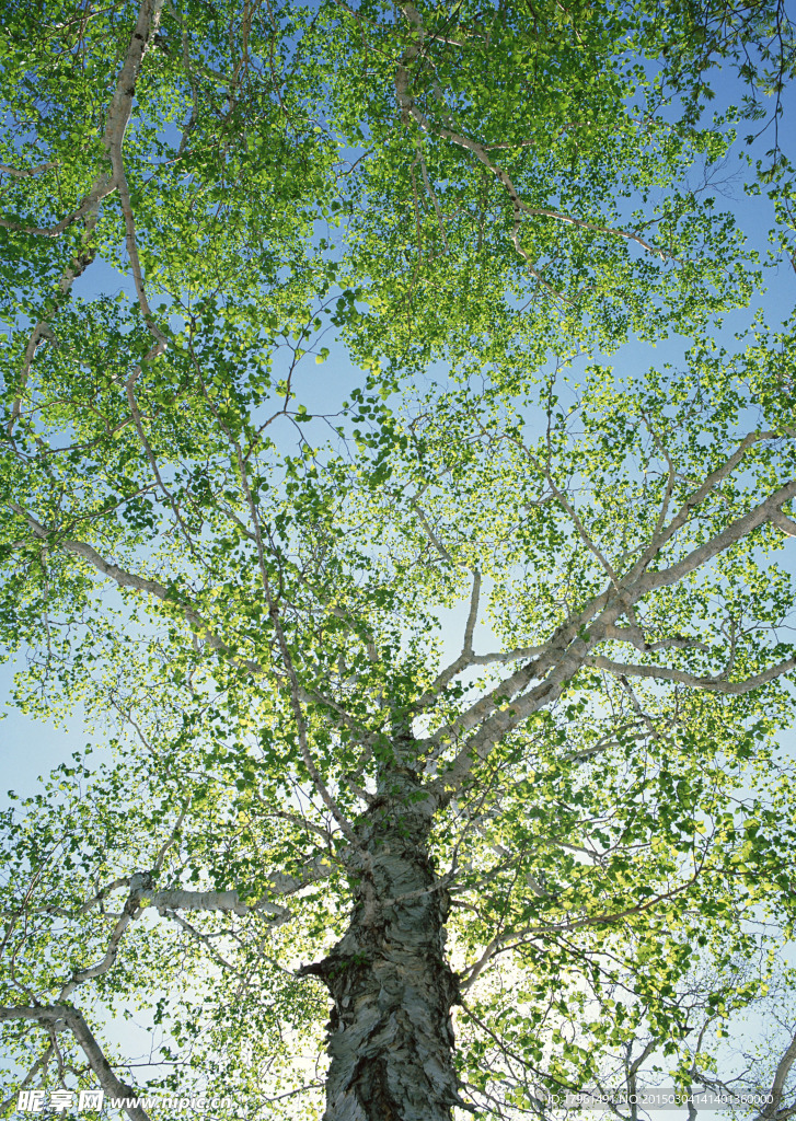 奥林匹克公园树木